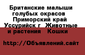 Британские малыши голубых окрасов - Приморский край, Уссурийск г. Животные и растения » Кошки   